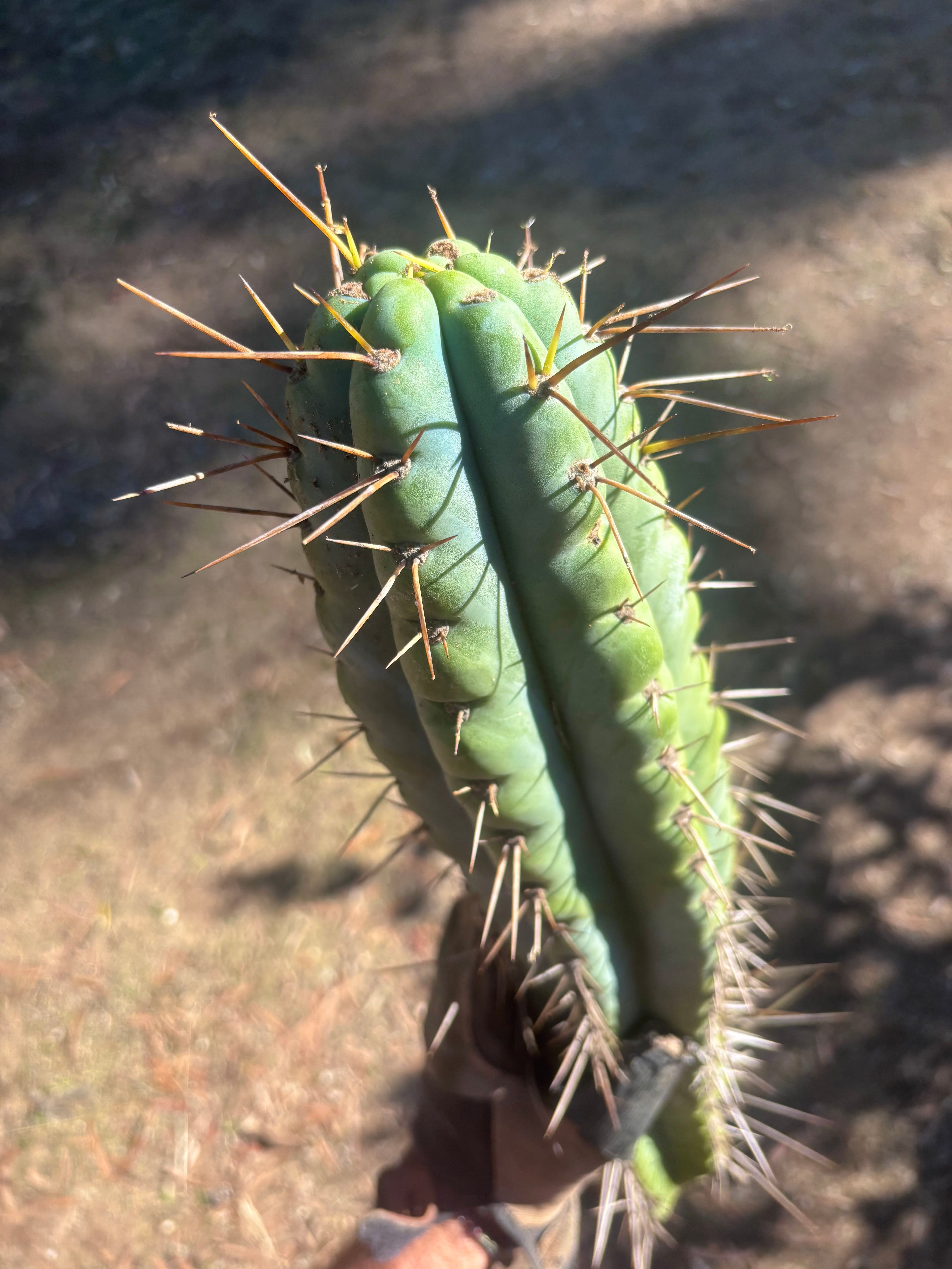 💎🌶️ Noid of the Moment — XXL 22” Tip