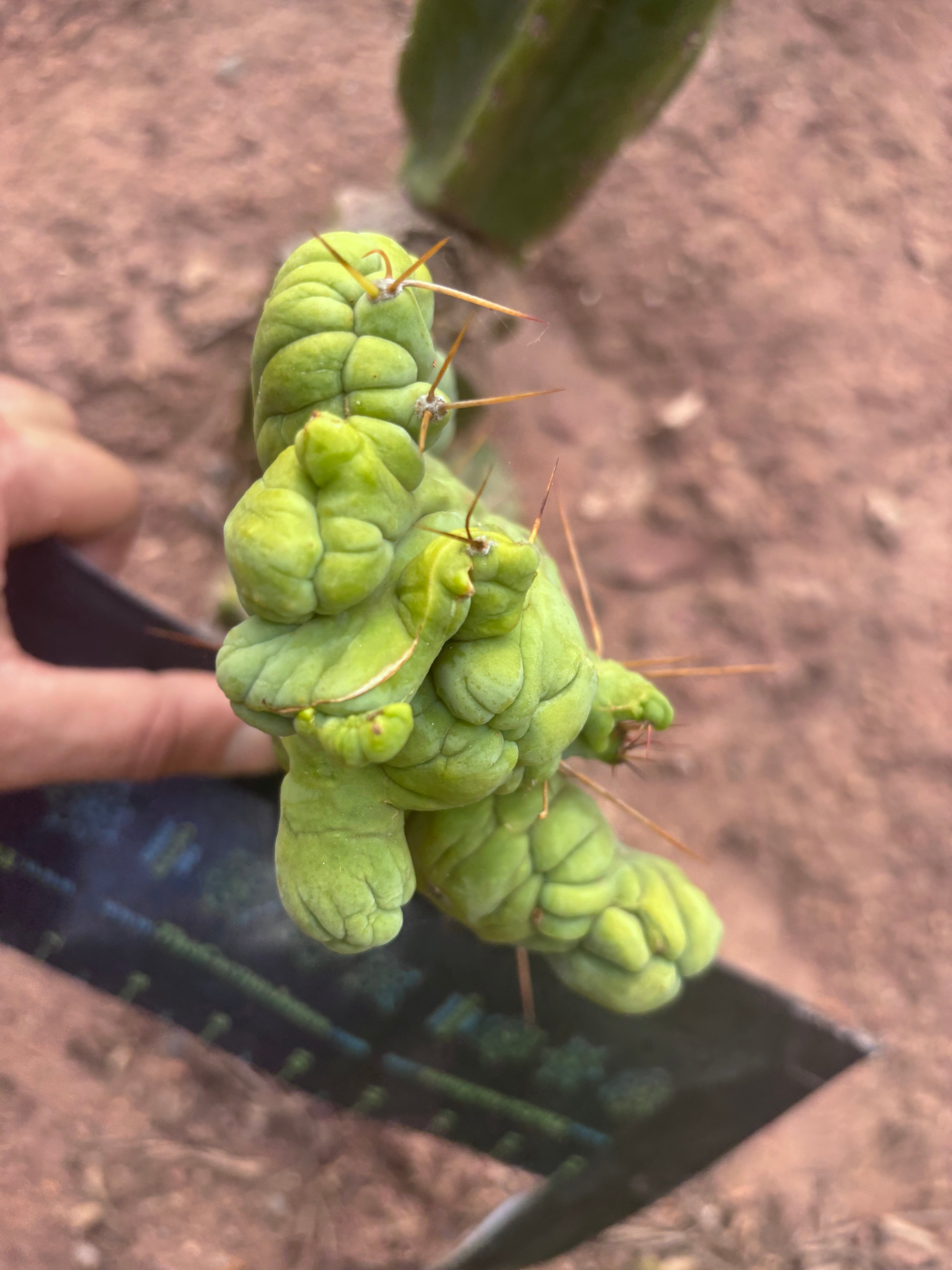 👑💎🌶️🌶️ TBMC — 6” x 7” Crest