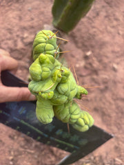 👑💎🌶️🌶️ TBMC — 6” x 7” Crest