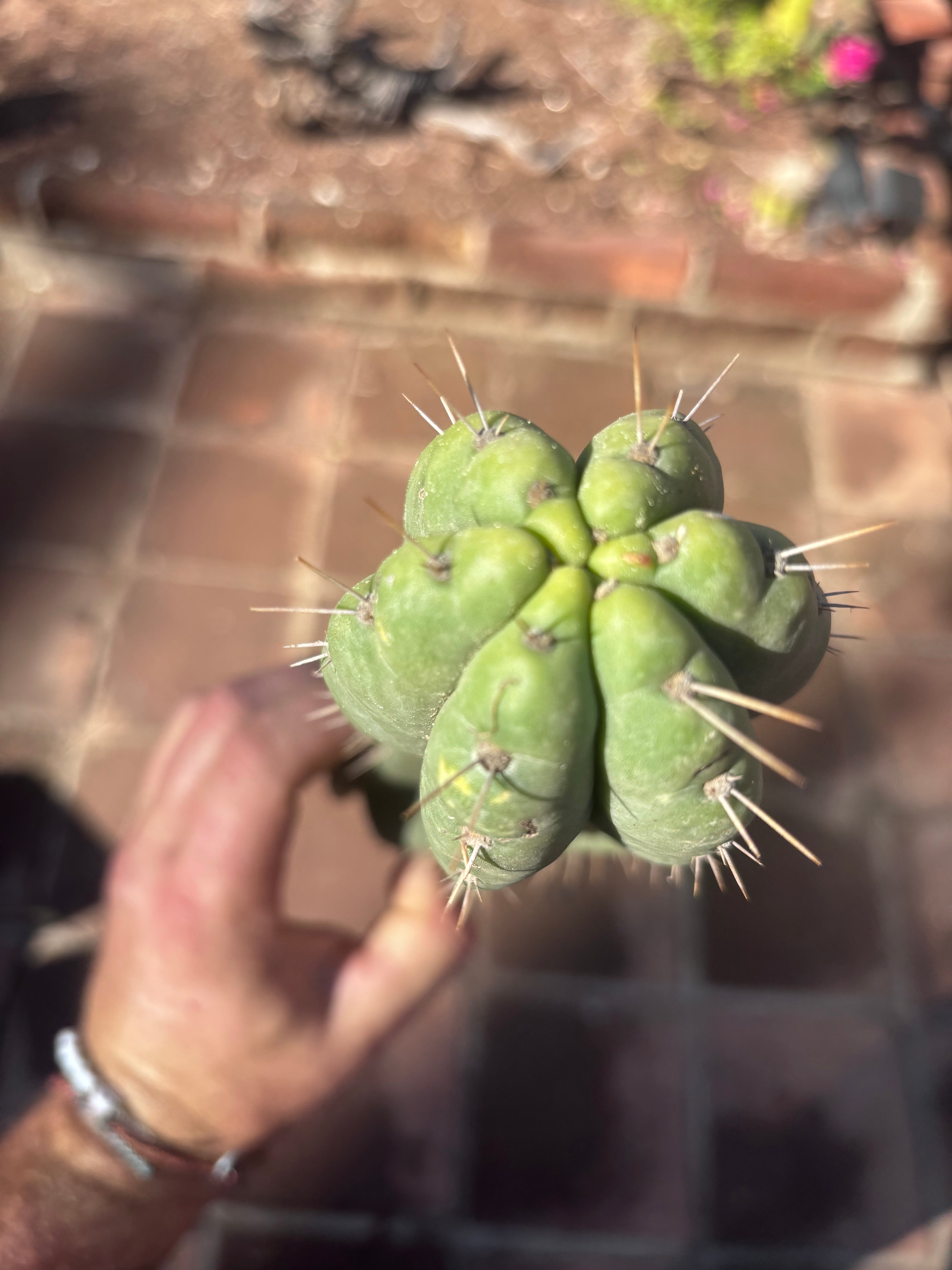 👑🌶️ Yowie — 10” Pup