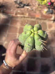 👑🌶️ Yowie — 10” Pup