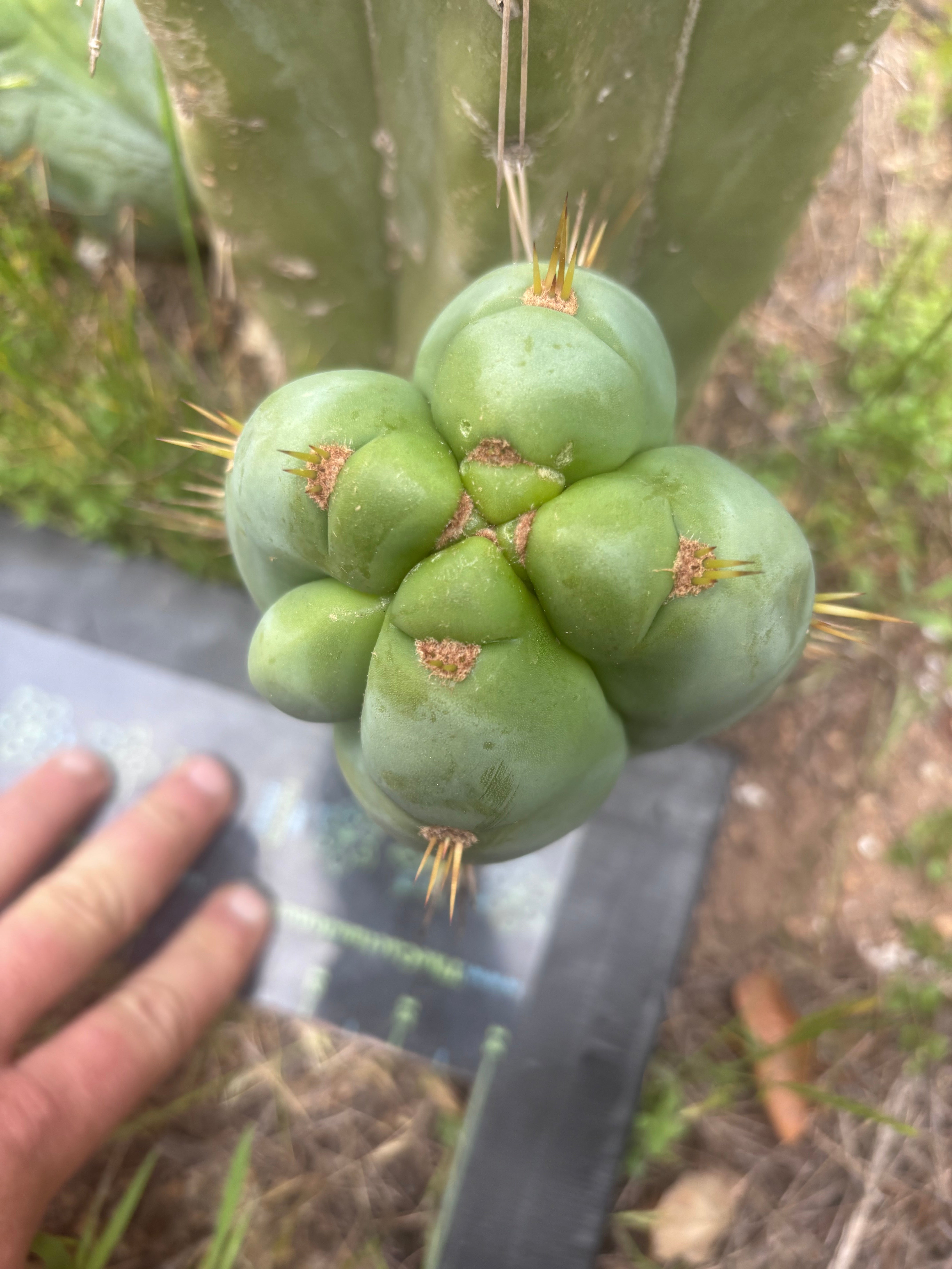👑 Lotusland Huanu —  Fat FourWang Grenade