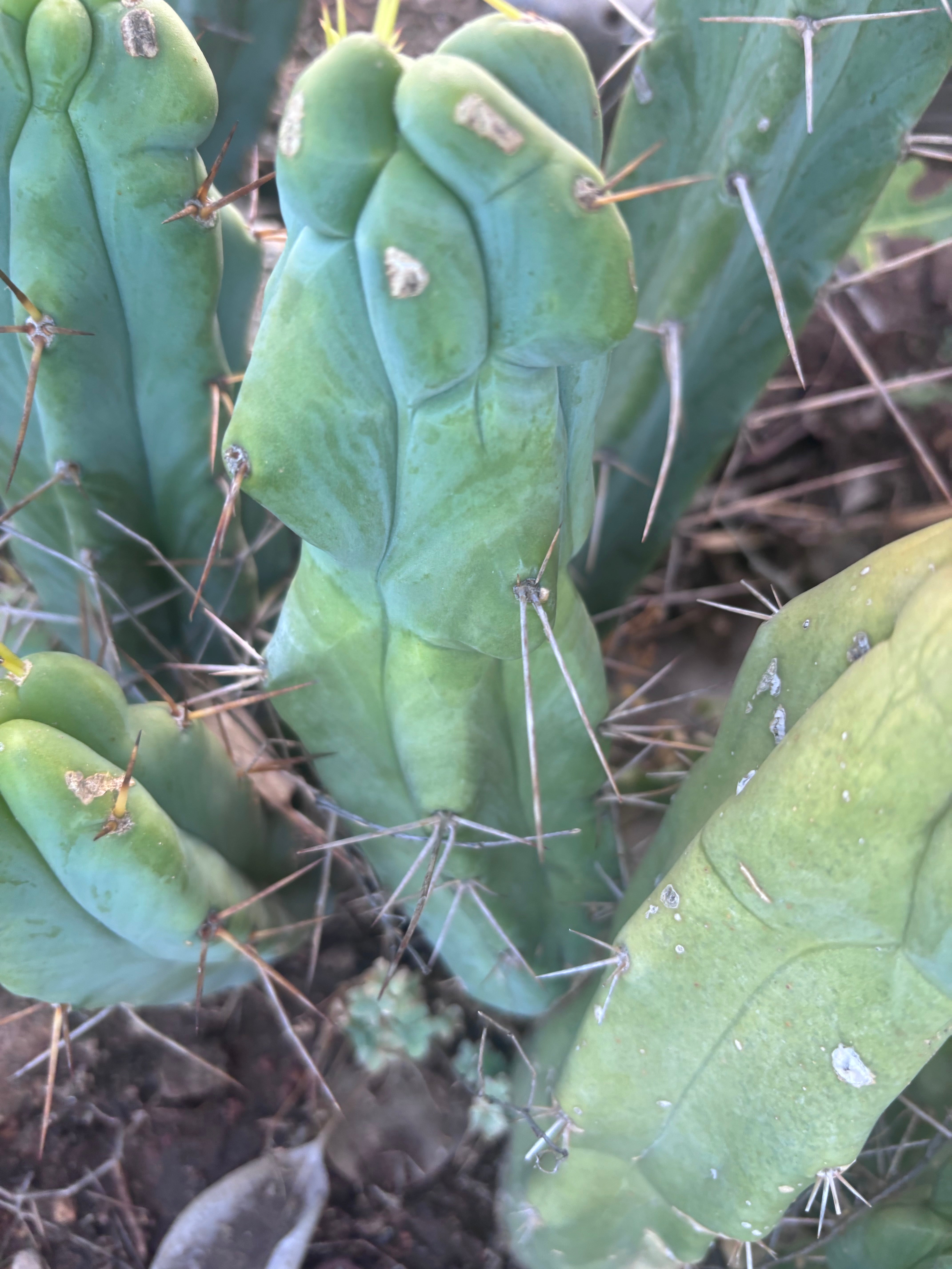 👑🌶️  Mel — 8” Pup