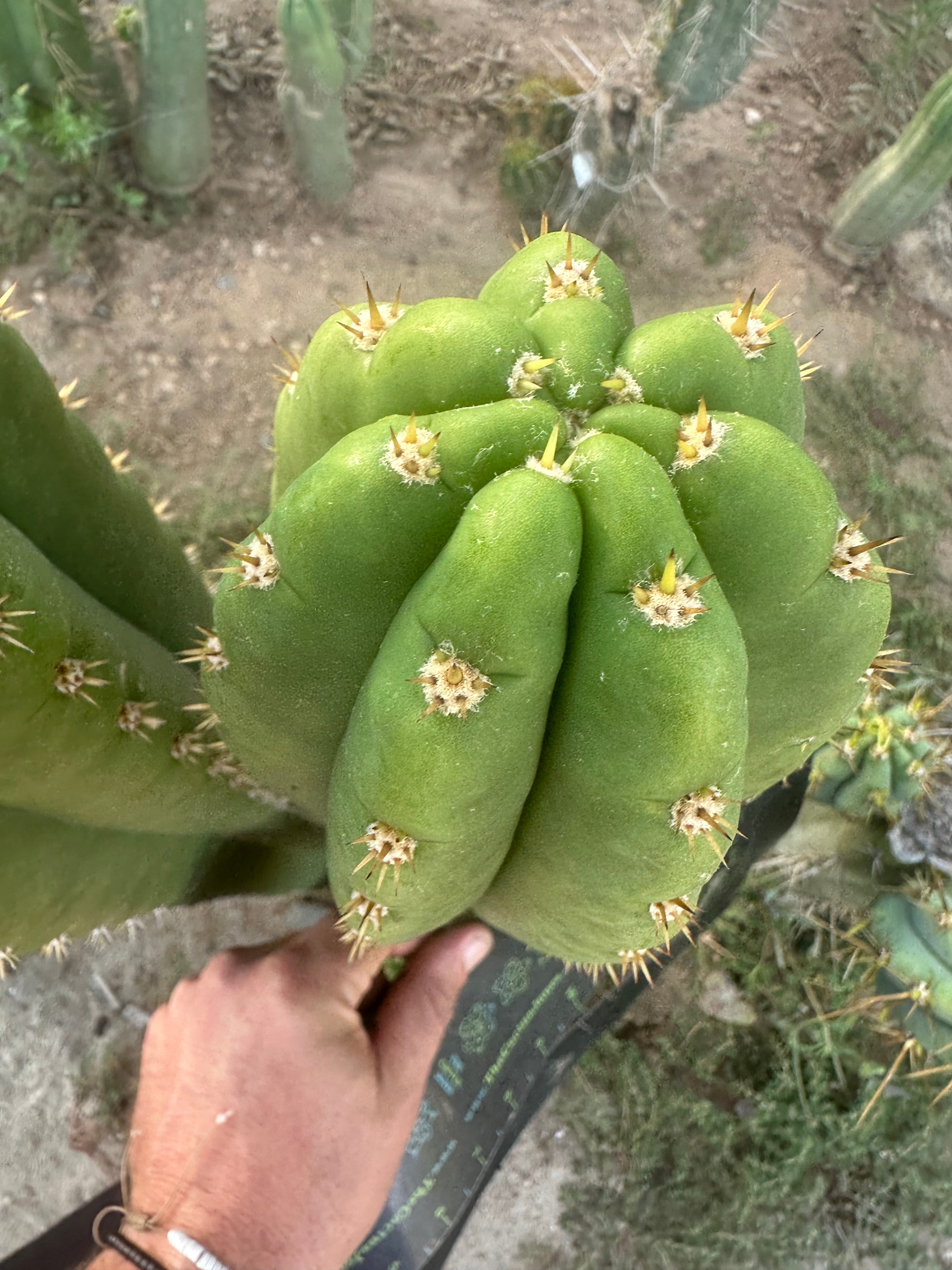 🌶️ Tipz x Super Pedro — FAT 12” Tip