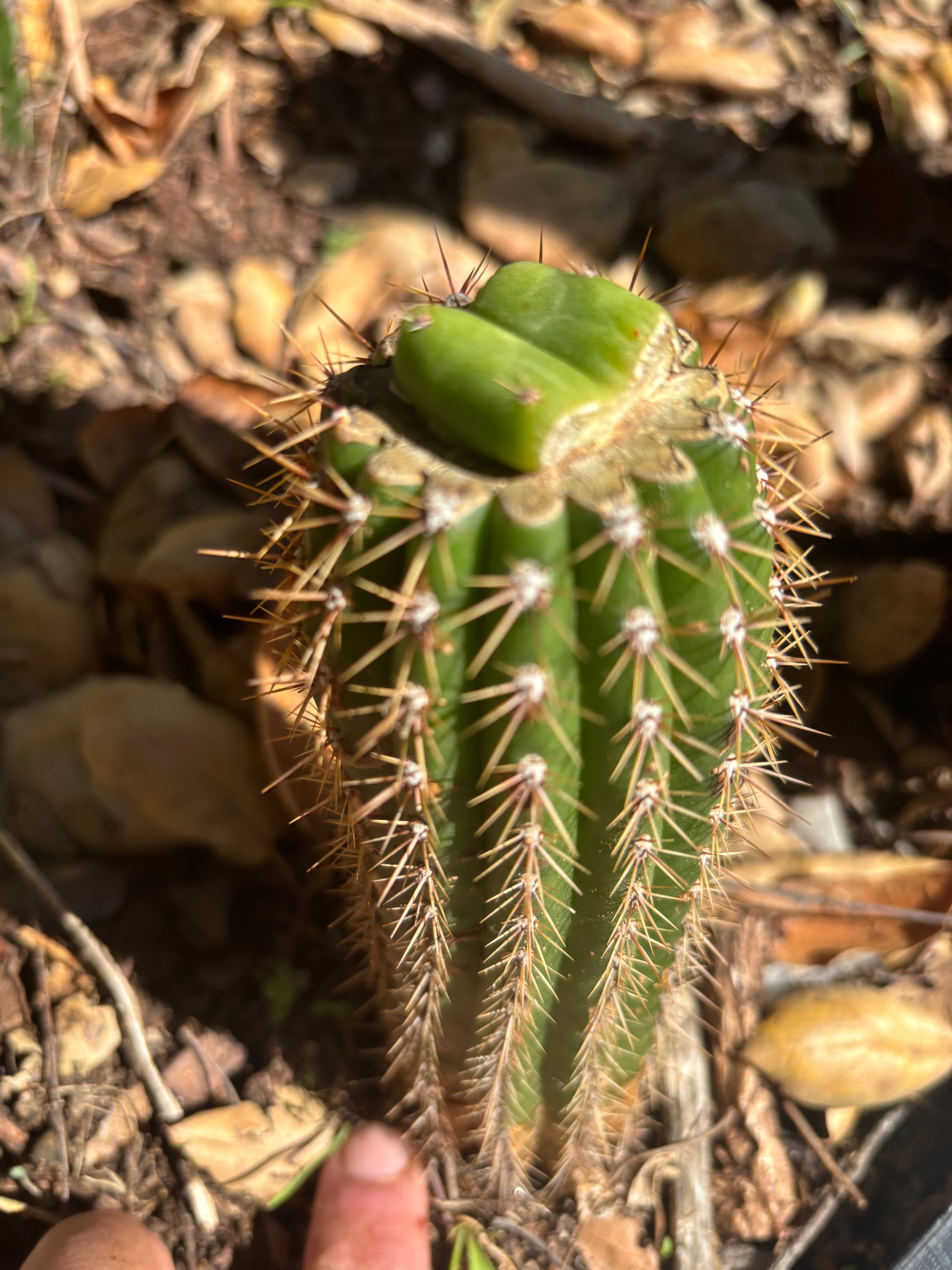 👑🌶️🌶️ KR04 — Rooted Slab Graft