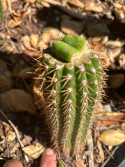 👑🌶️🌶️ KR04 — Rooted Slab Graft