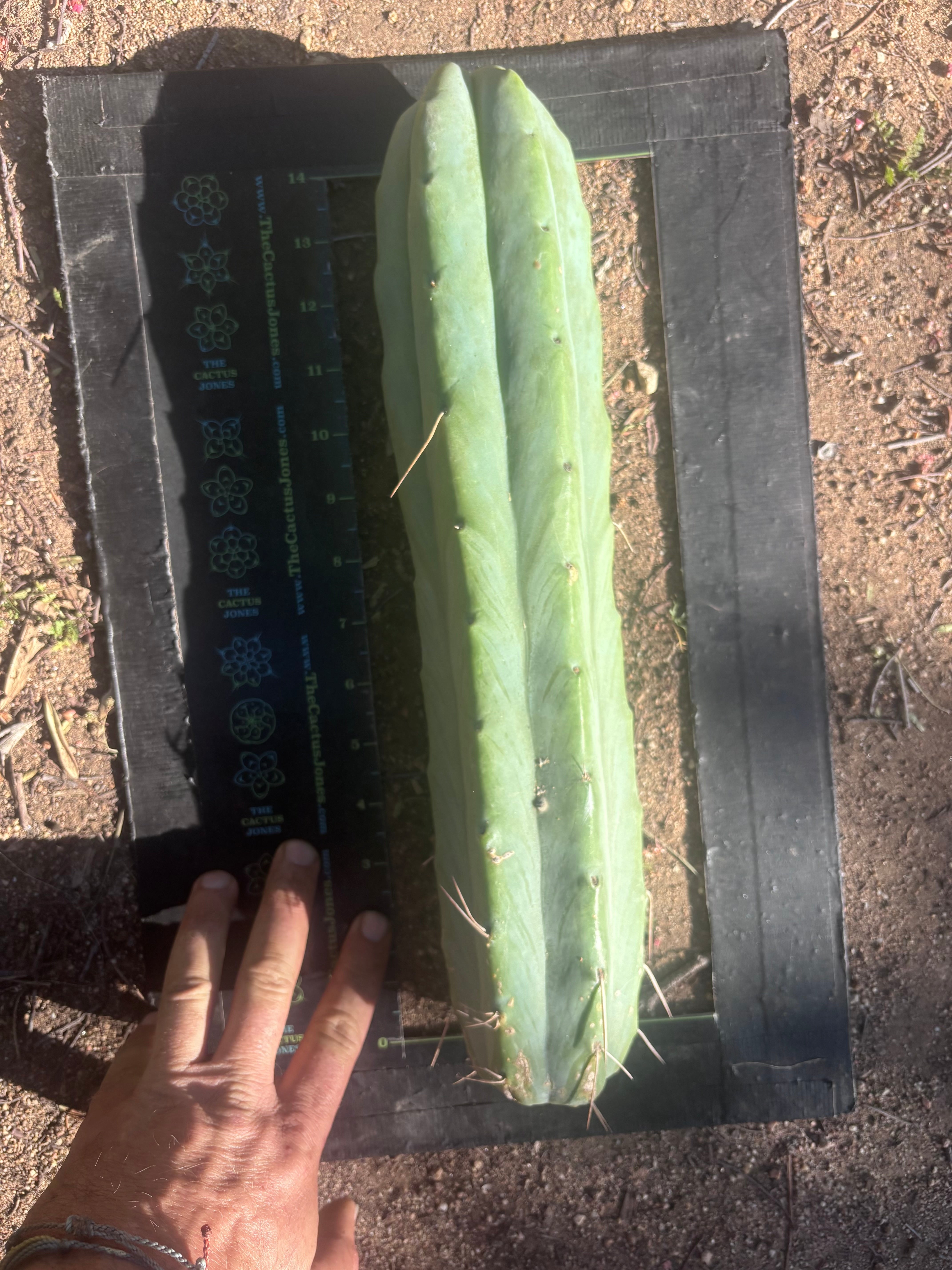 👑🌶️🌶️  Jiimz Twin Spine — XL 14” Tips