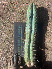 💎🌶️ Noid of the Moment — XXL 22” Tip