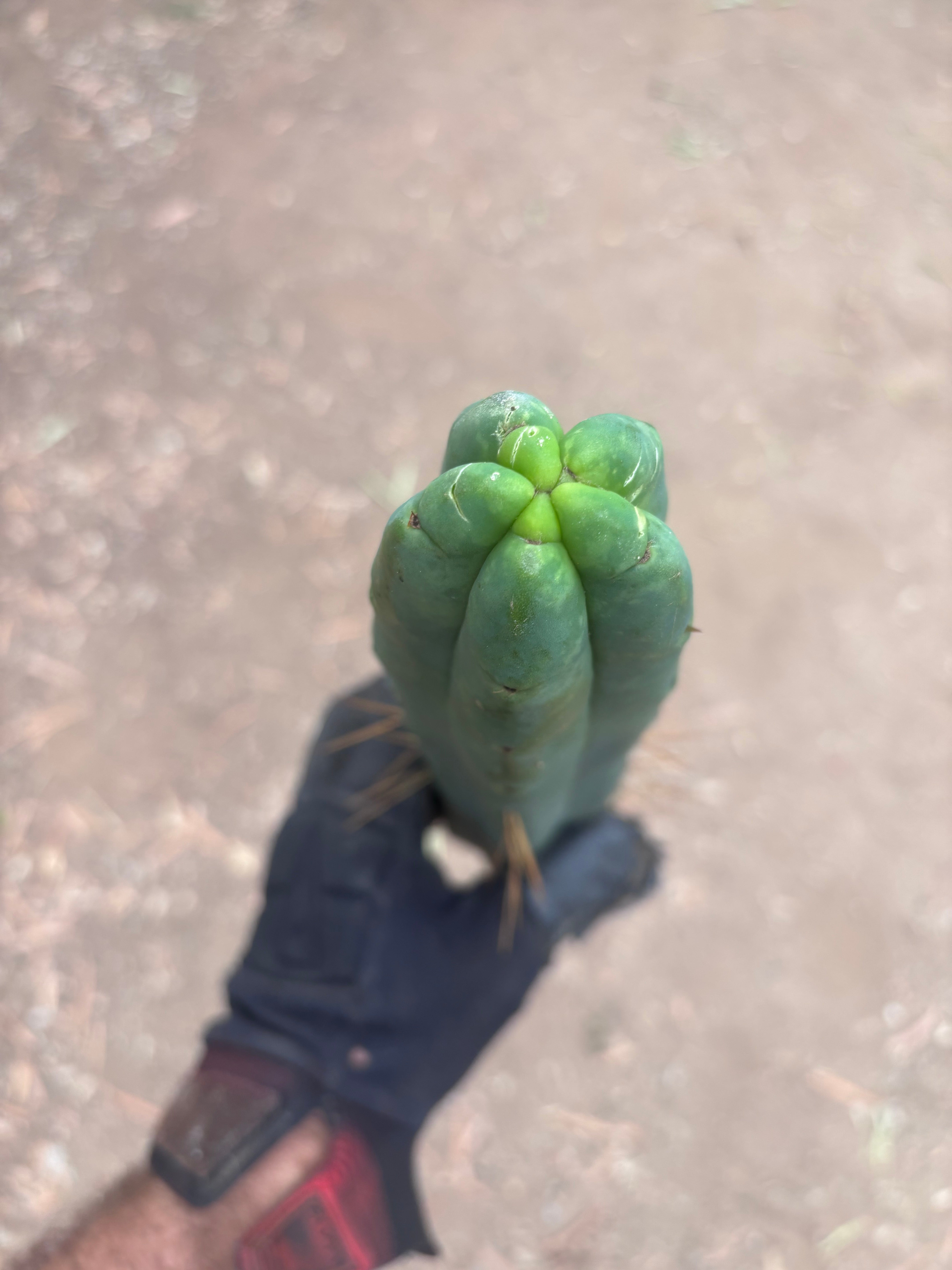 👑🌶️🌶️  Jiimz Twin Spine — 13” Tips (4)