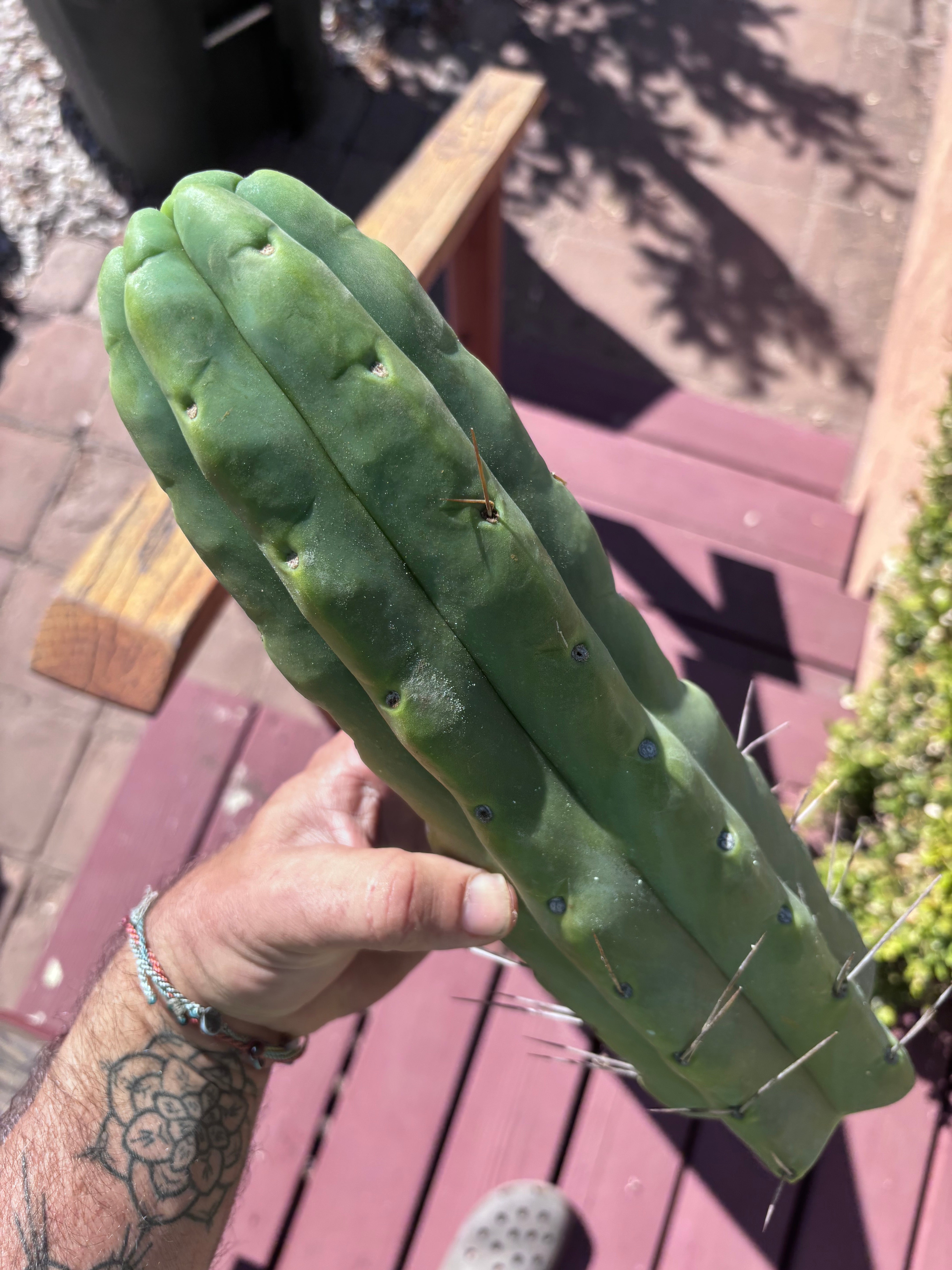 👑💎🌶️🌶️ Eileen — XXL 14” (Tip #3)