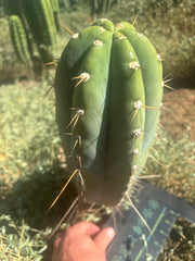 💎👑🌶️ CGG Again — *FAT* 14” Melon