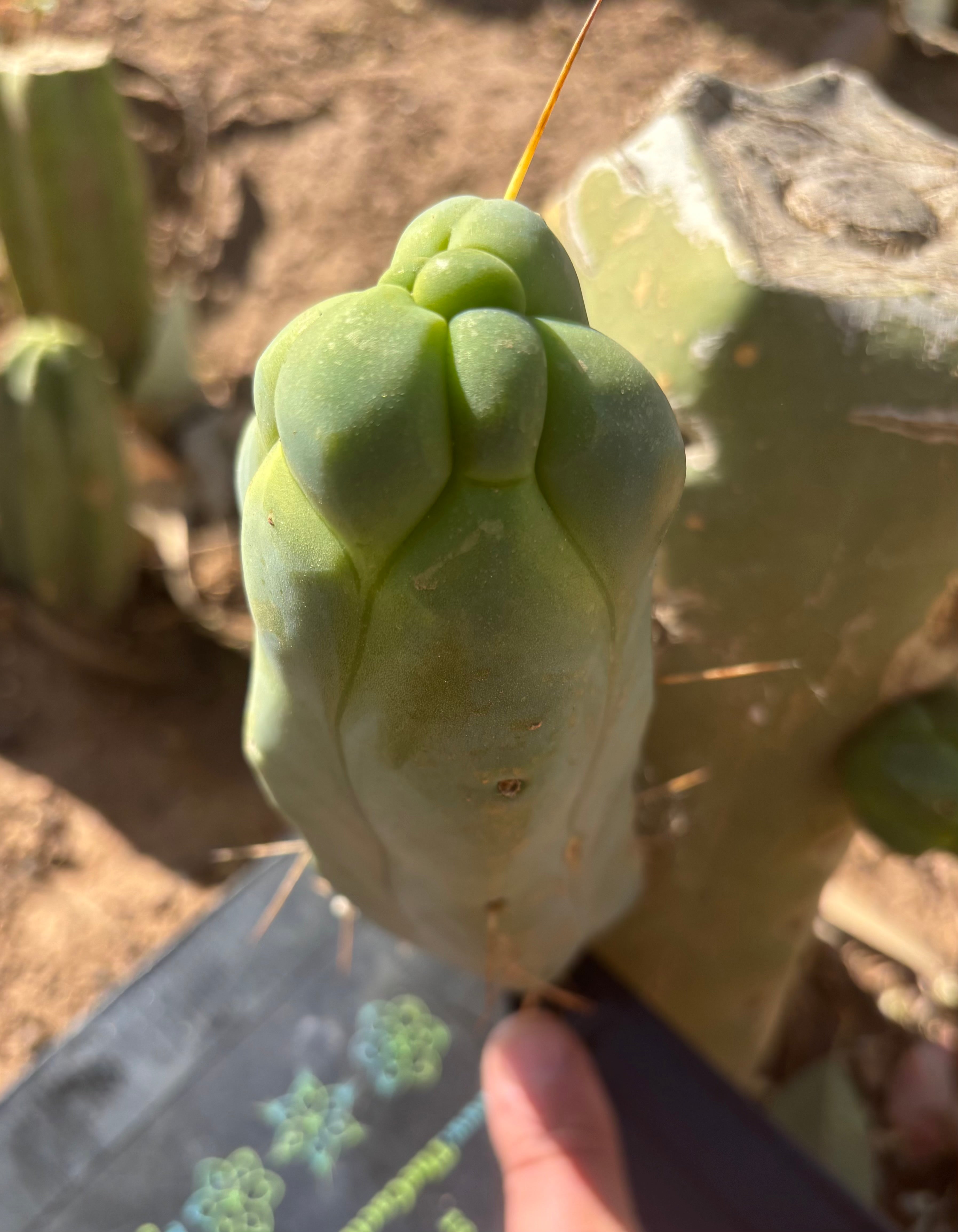 👑💎🌶️ Caballero — 7.5” Pup