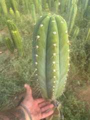 💎👑🌶️ CGG — MASSIVE 17” Melon