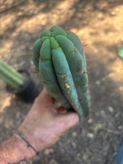 👑🌶️🌶️ Austy’s Bomb — 12” Tip