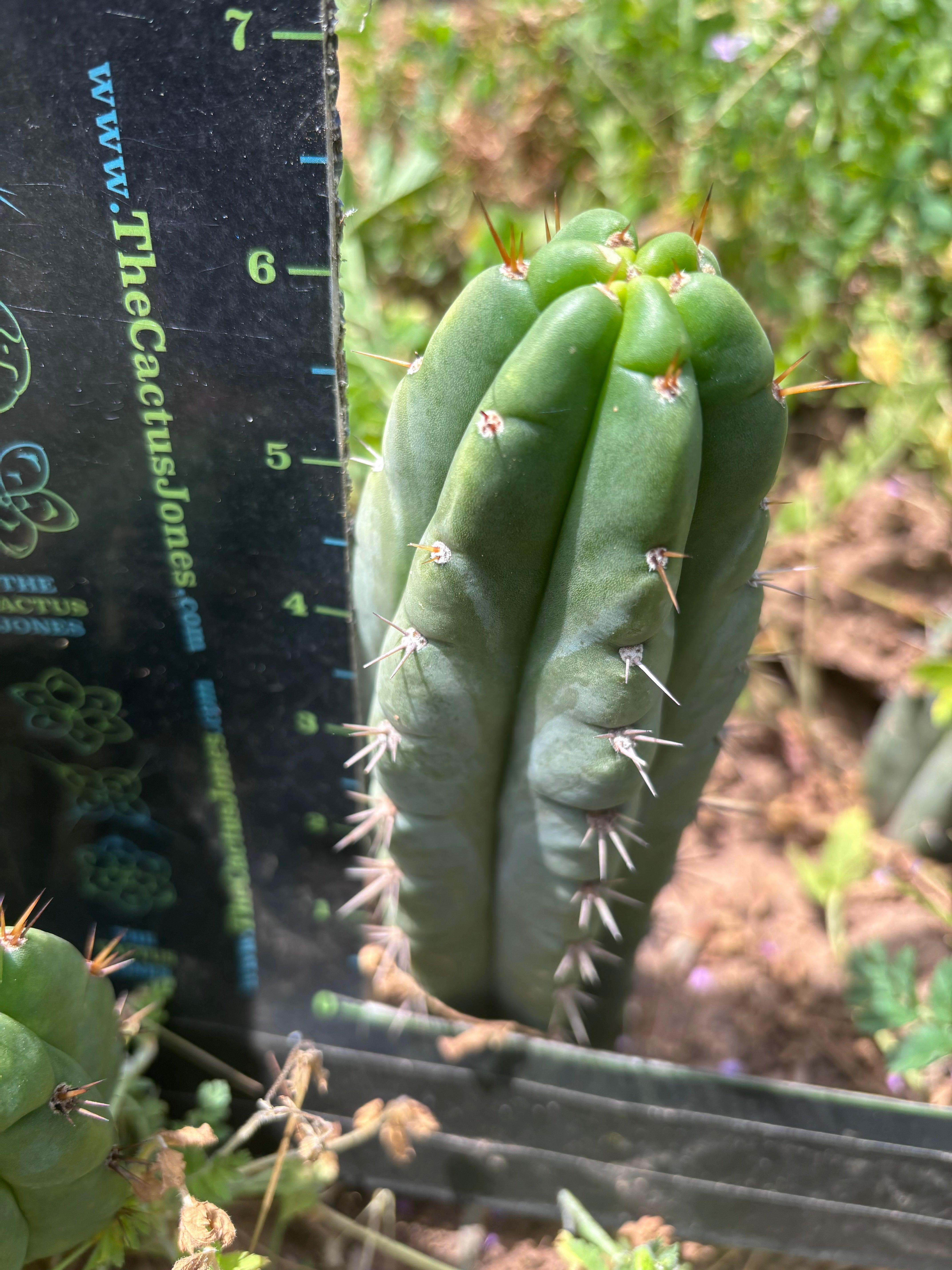 💎👑🌶️🌶️ Austy’s Bomb — 6.5” Tip