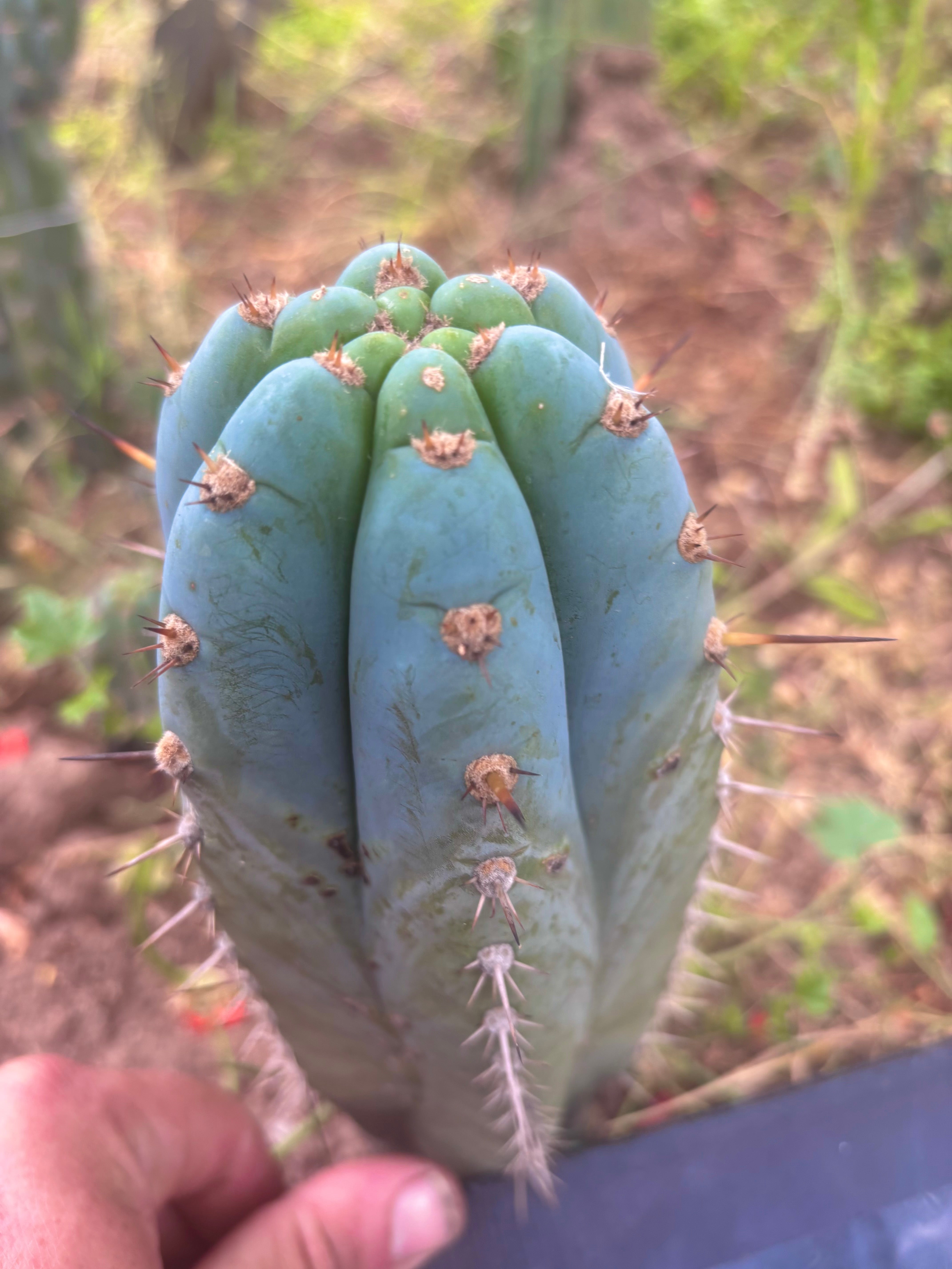 💎👑💎 Althea — Chonky 7.5” Tip