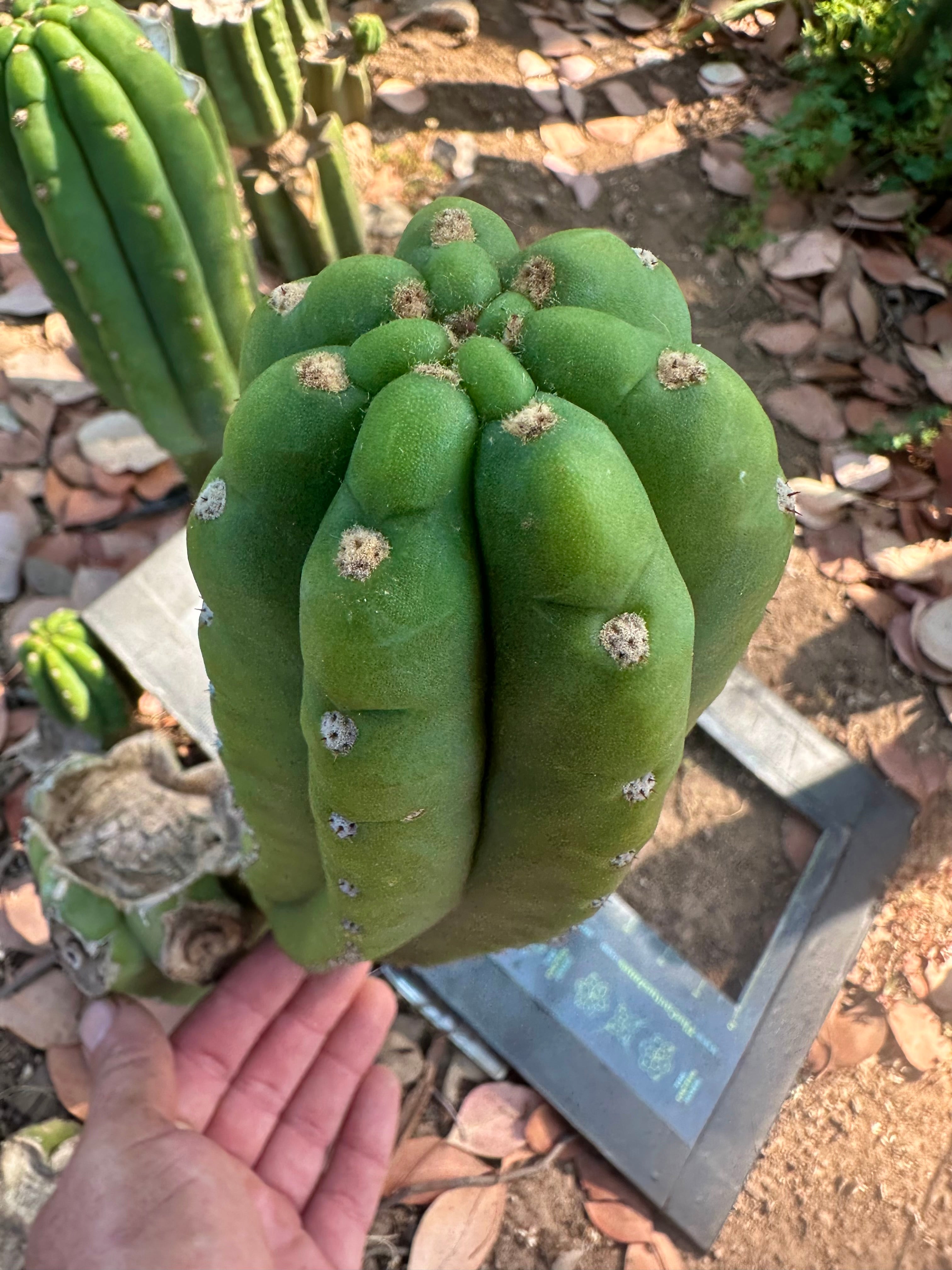 👑🌶️ The Field’s Pachanoi — 11” Pup