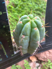 Custom Listing for Scott C