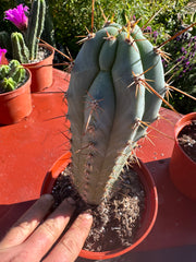 👑💙 Icaros Peruvianus  — Rooted 8” (2)