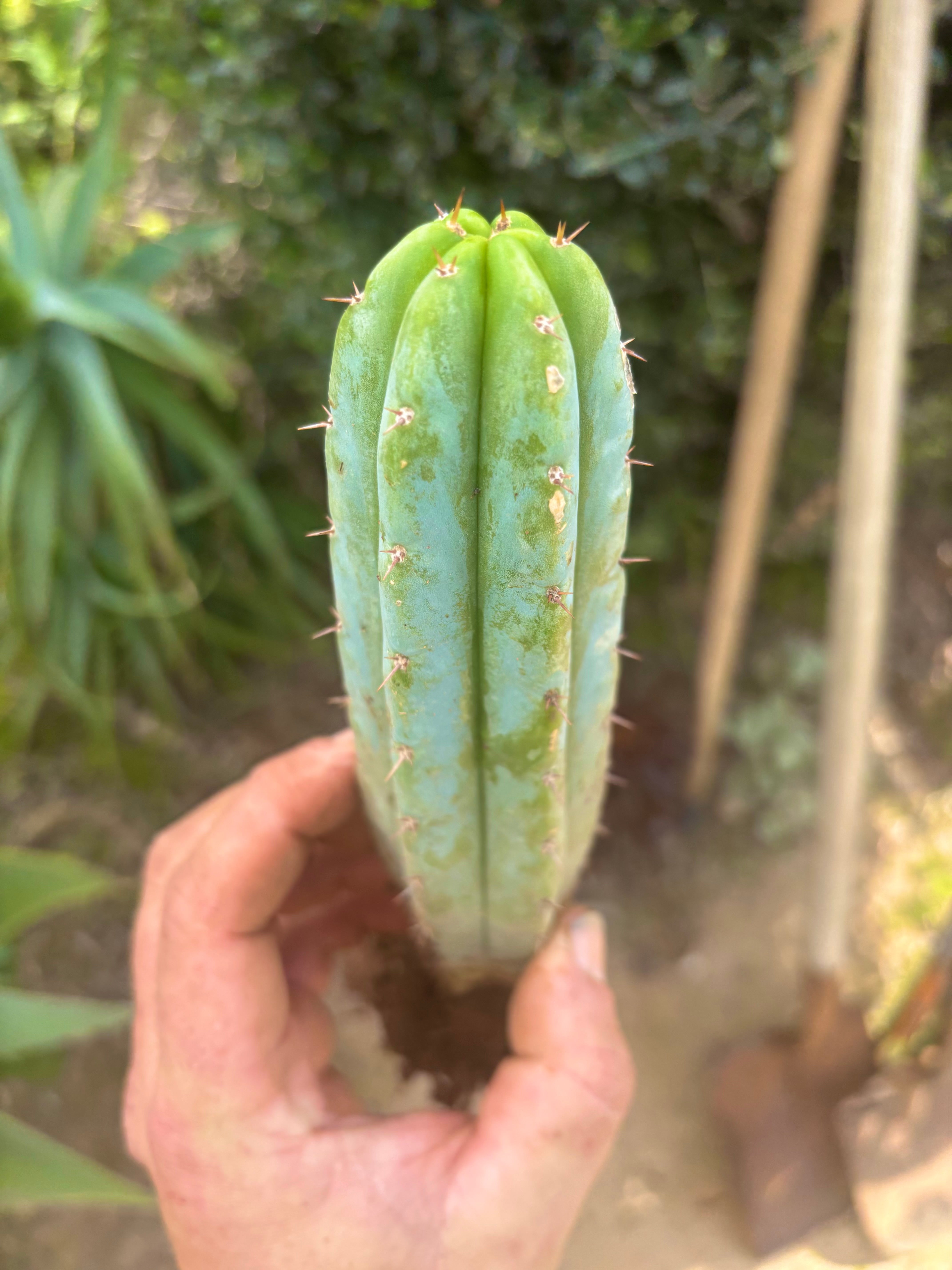 👑🌶️🌶️ Pala! — ROOTED 11” Tip
