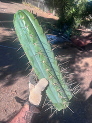 🌶️ SS02 x Kimura’s Spiny Giant  — Another Massive 16” Tip