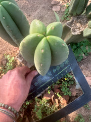 👑🌶️ Zulk — 9.5” Melon