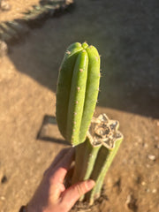 👑 JS336 — Fully Rooted 12” Mid w/ Pup