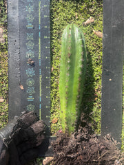 🎁🌶️ NEW Add On Freebie! — DeCosta x Bob, Large Yearlings