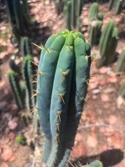 🌶️ 0201 — XL 15” Pup