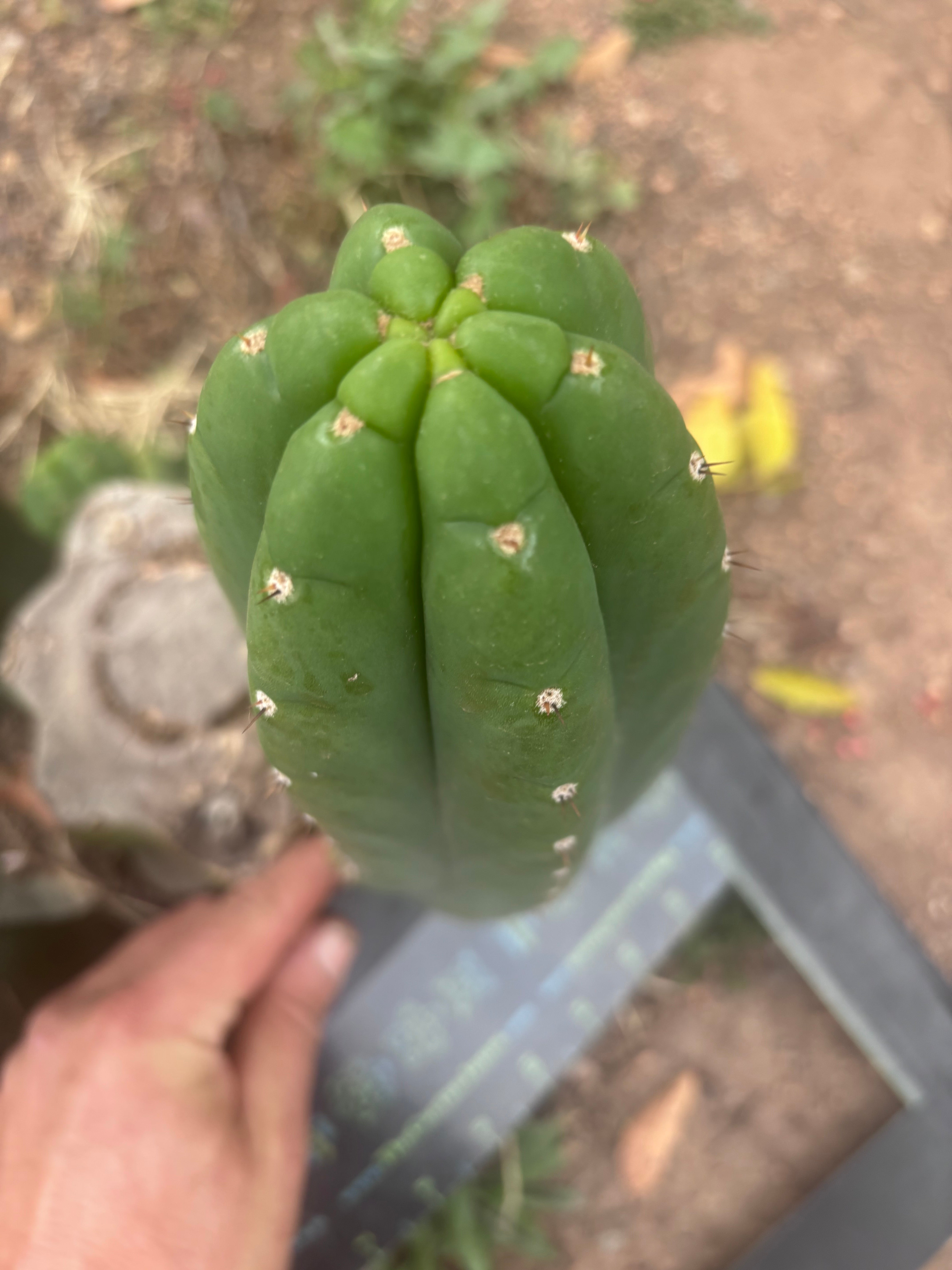 👑🌶️ Yogi — Fat 10” Pup