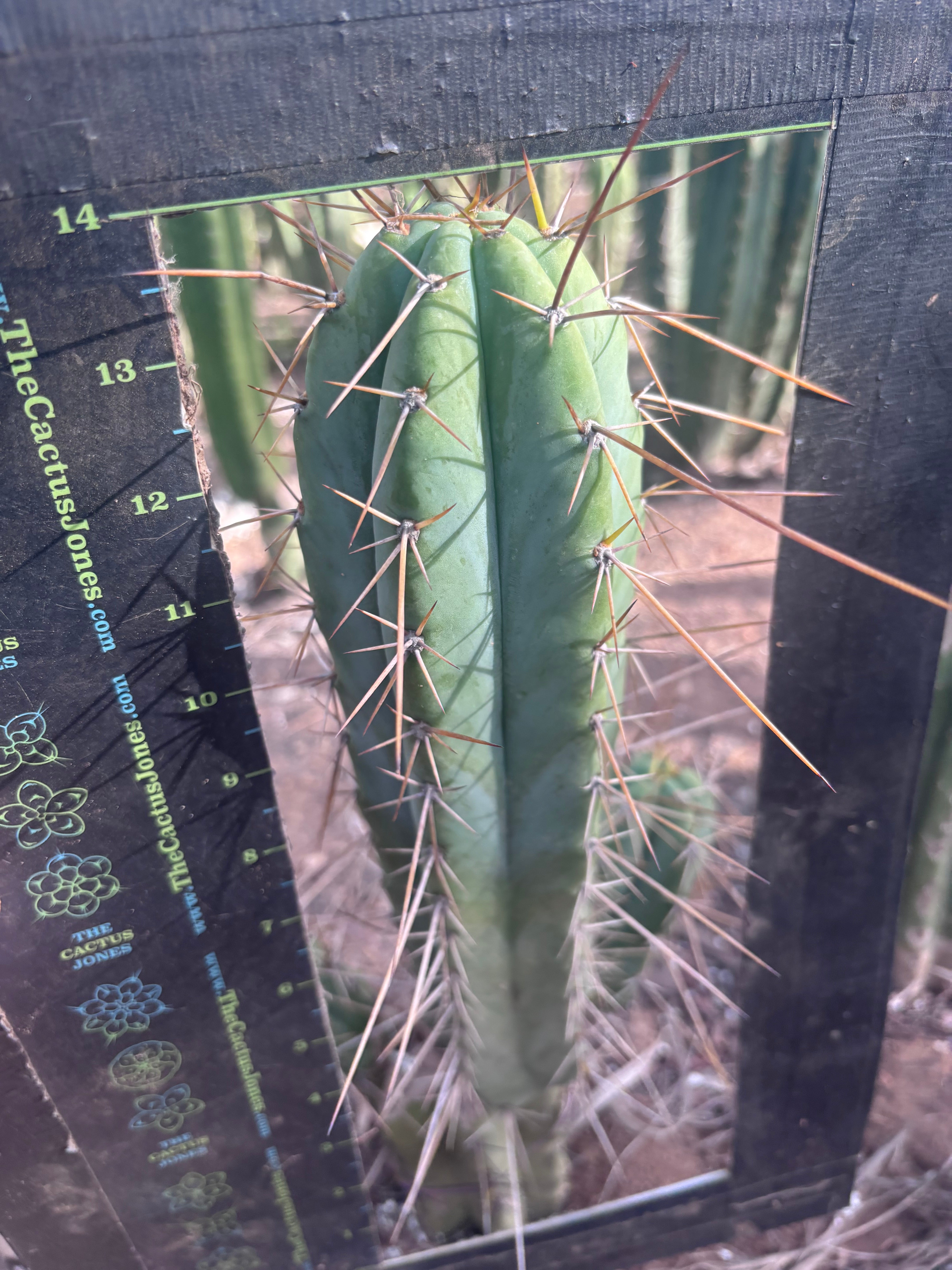 👑🌶️ Nash — 14” Tip