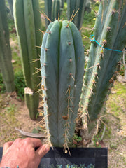 🌶️ 0102 — XL 14” Tip