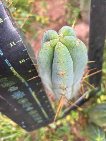 👑🌶️ KGC  — 11” Tip