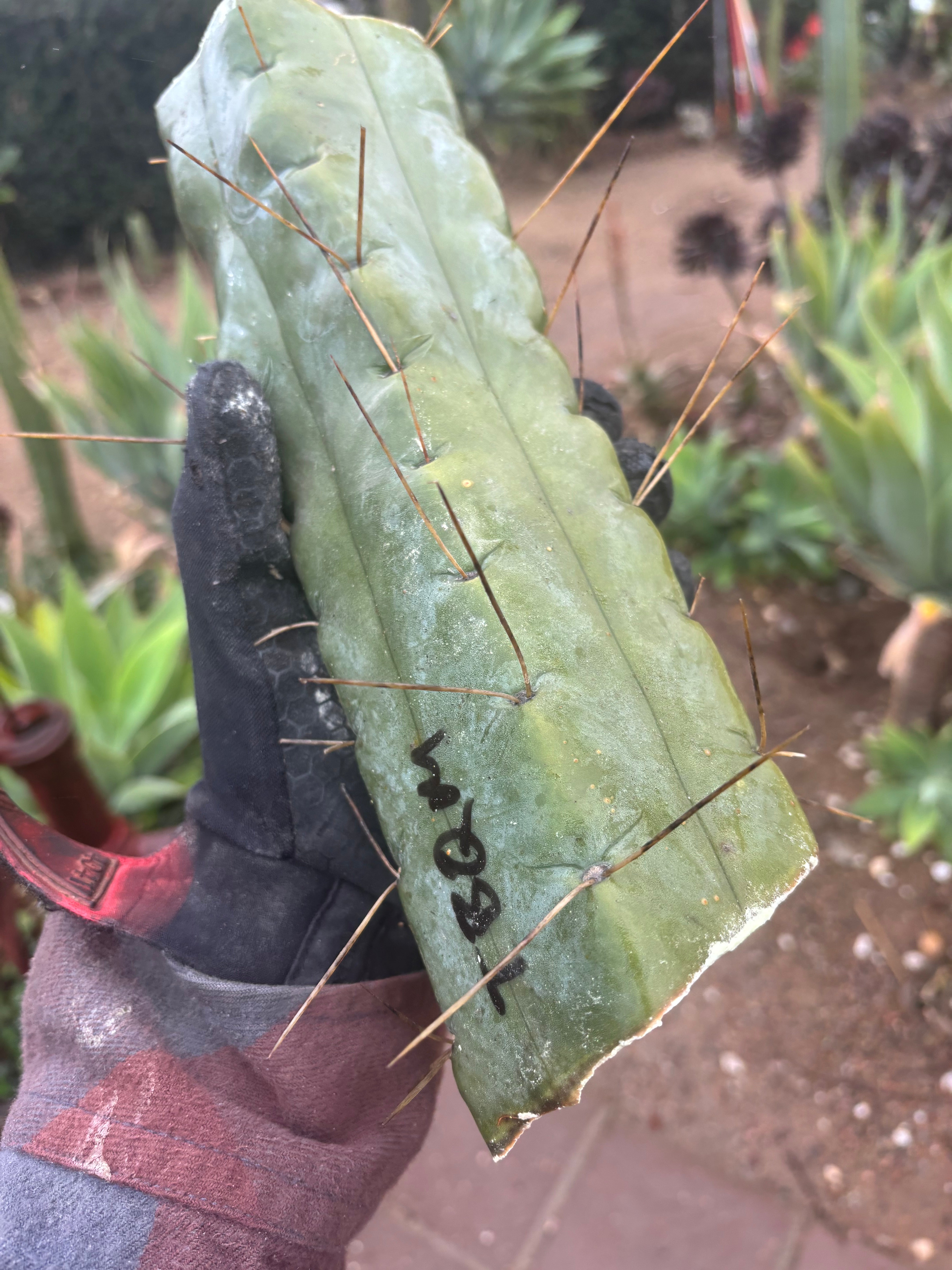 👑💎🌶️ TBQM  — Massive 12” Mid