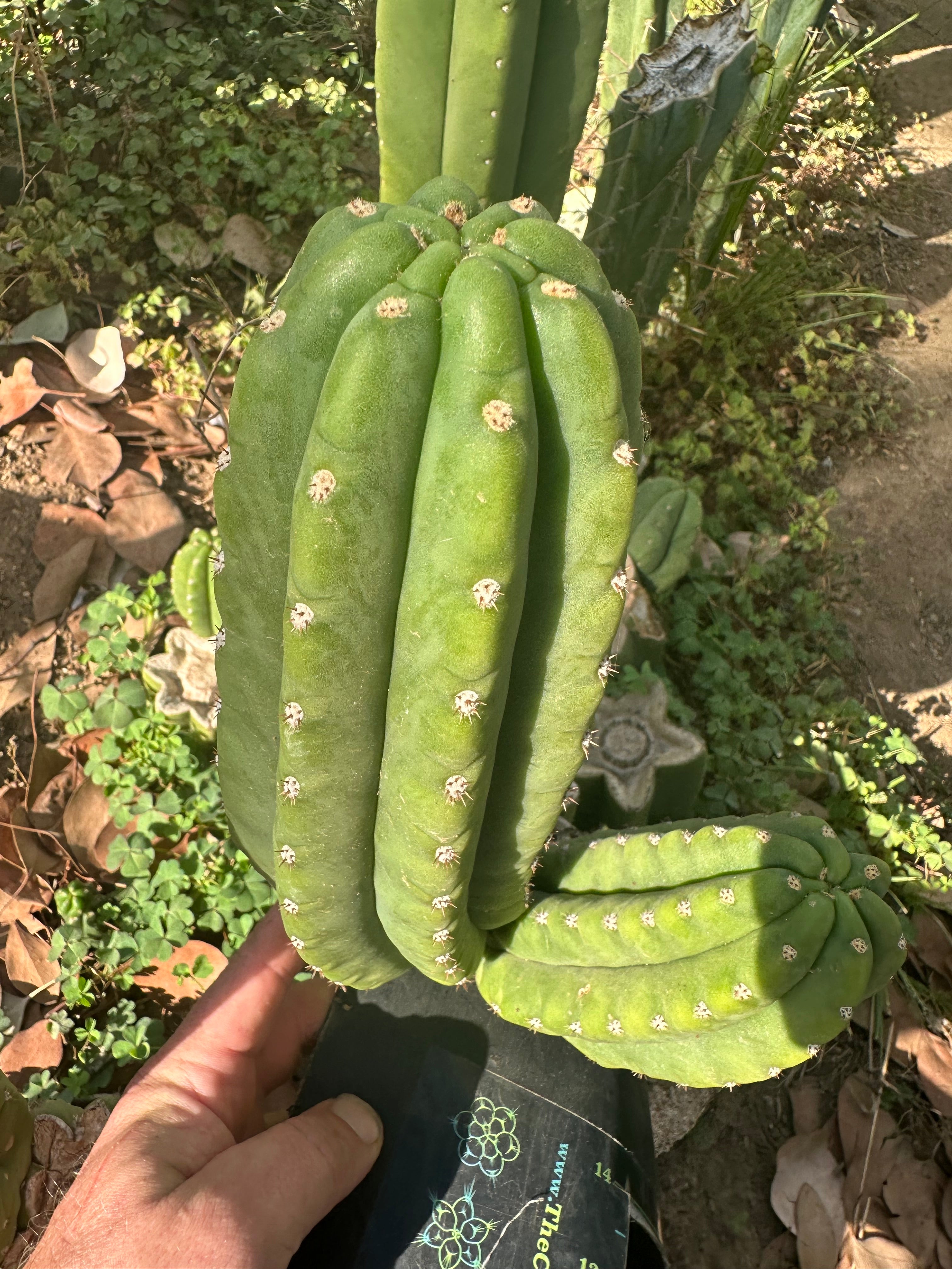 👑🌶️ The Field’s Pachanoi — Chonky 9” Pup