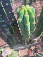 🌶️🌶️ NoidTwo — 12.5” Tip