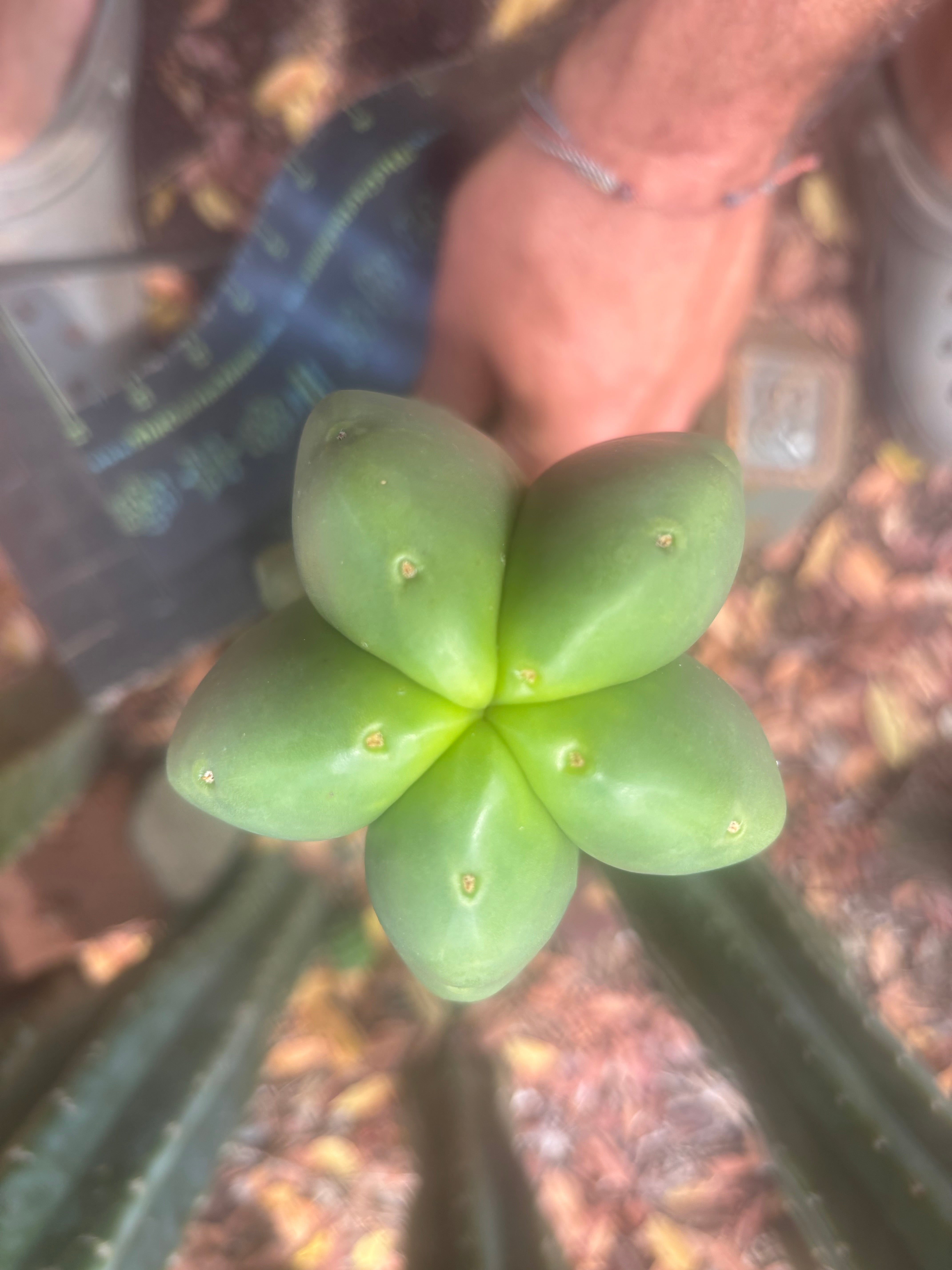 💎👑🌶️ Ferah — Chubby 9” Tip