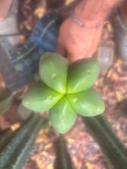 💎👑🌶️ Ferah — Chubby 9” Tip