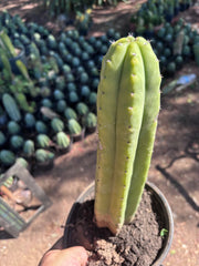 👑🌶️ Ecuadorian Pach — Rooted 13”