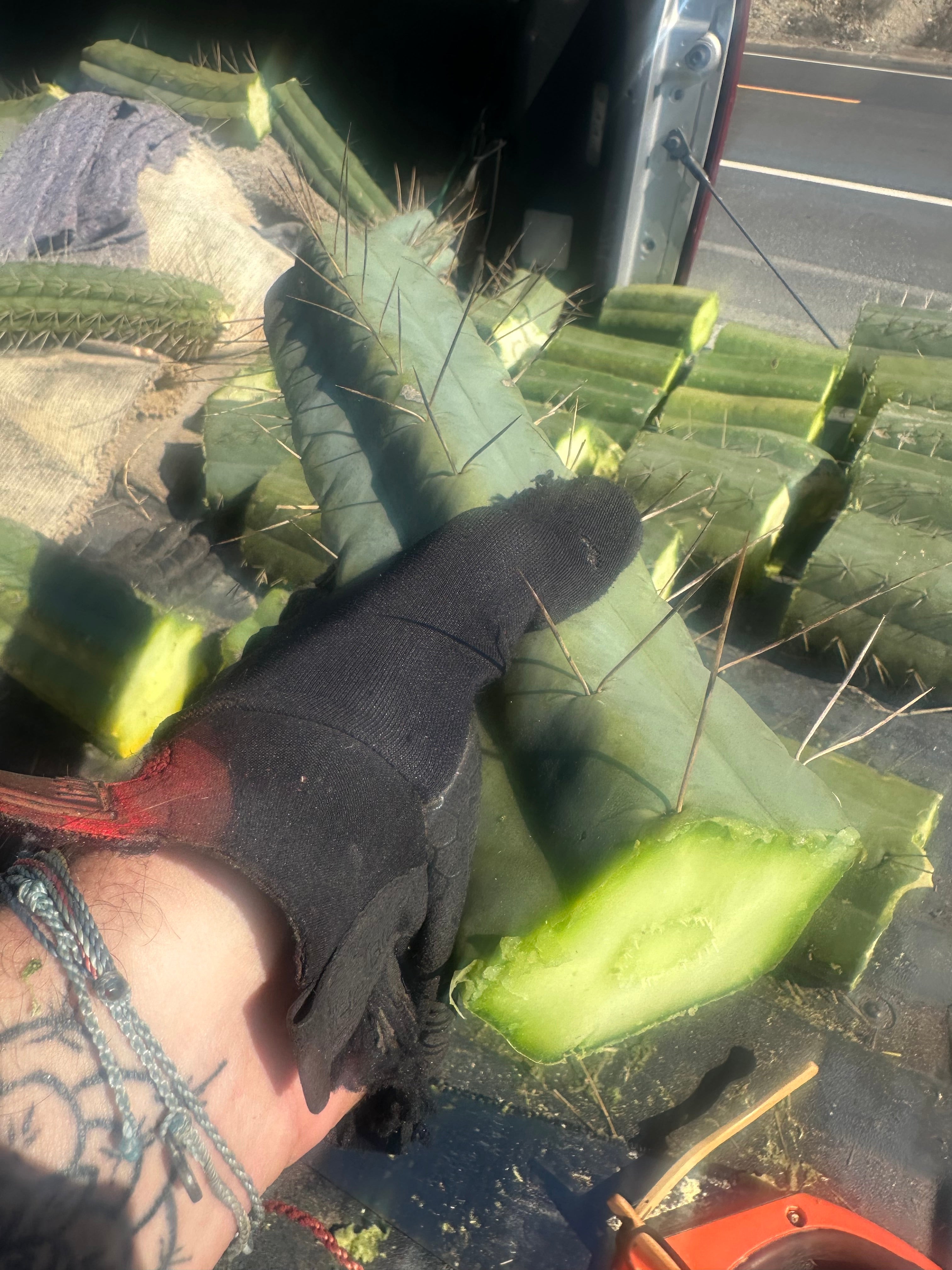 👑💎🌶️ TBQM  — Massive 15” Tip