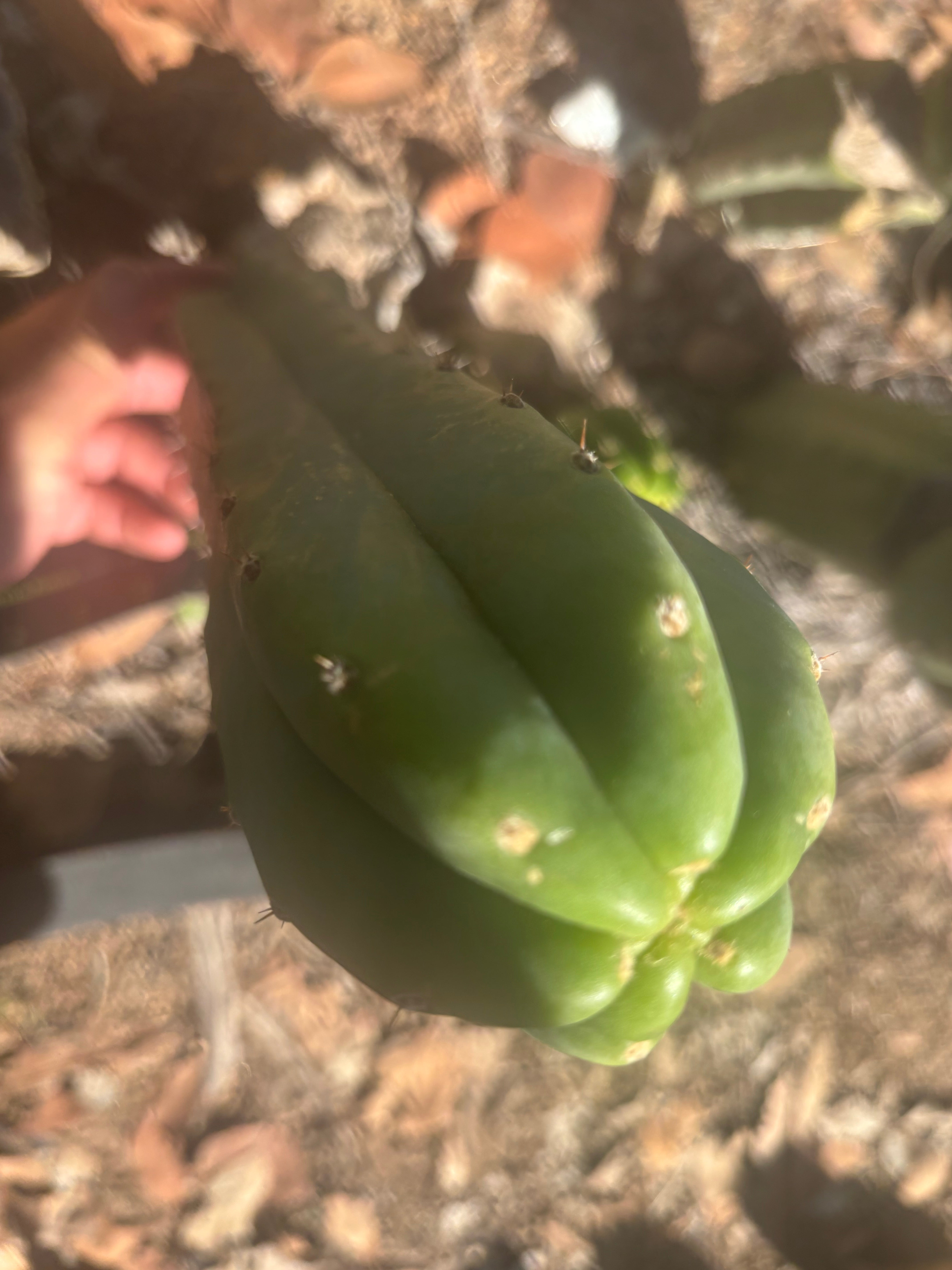 👑🌶️🌶️ Landfill — XL 14” Pup