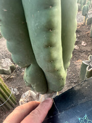 💎👑💎  Ferah! — Fat 10” Dimple Melon