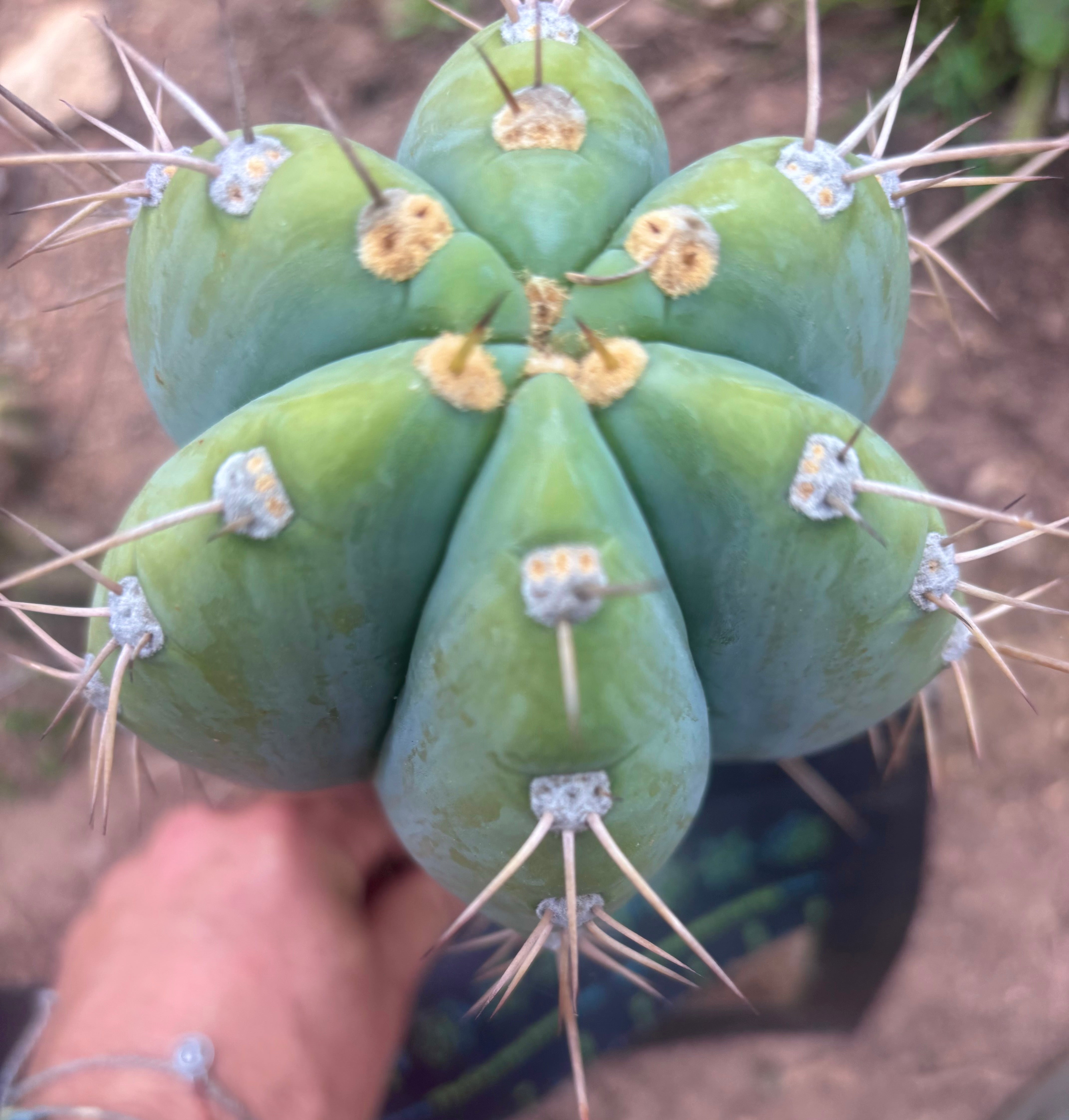 💎👑🌶️ CGG — Massive 10” Tip