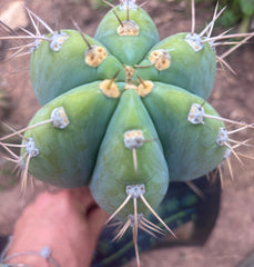 💎👑🌶️ CGG — Massive 10” Tip