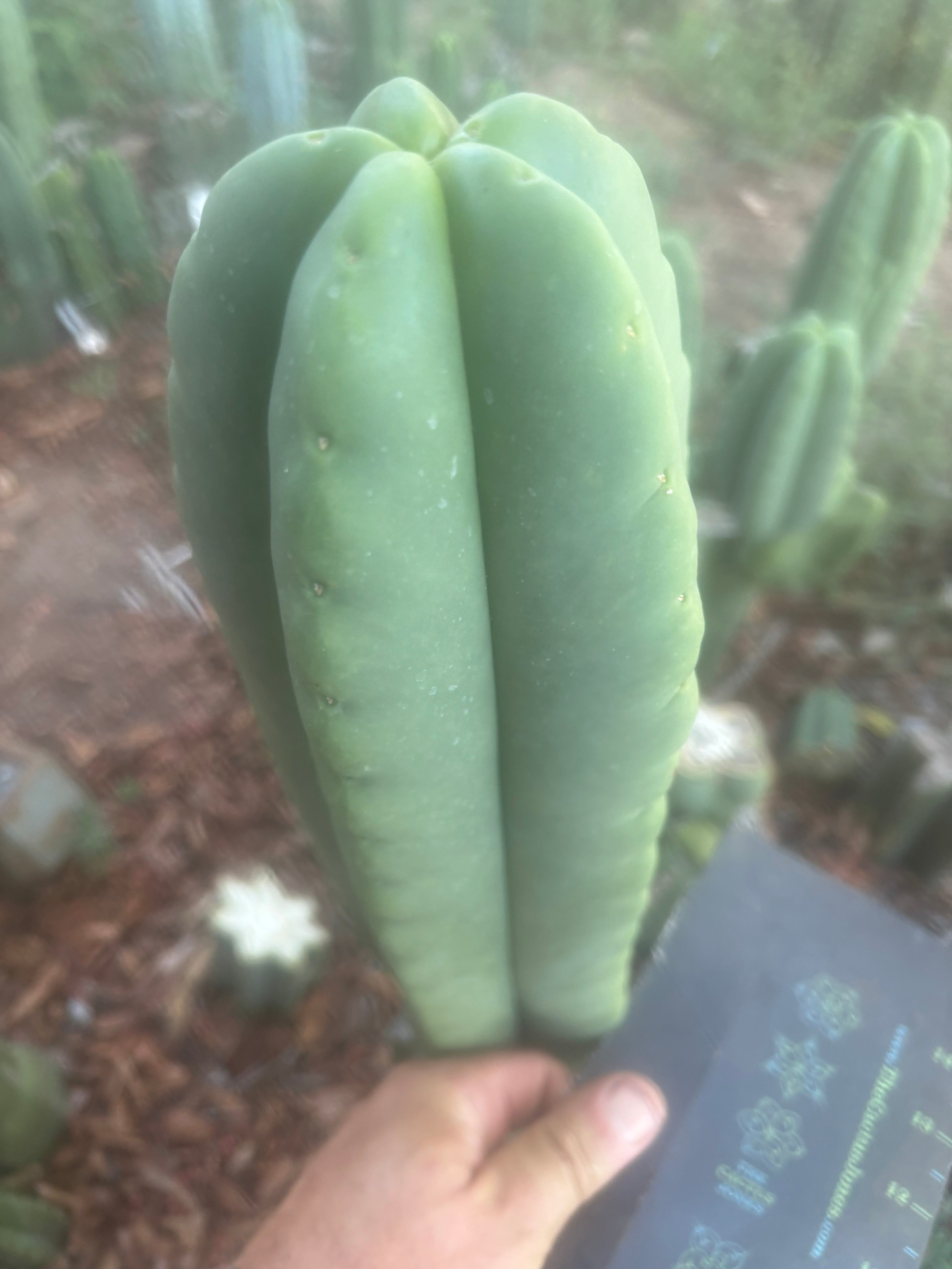💎👑🌶️ Ferah — FAT 10” Tip