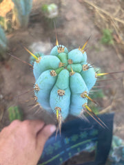 👑🌶️  Sharxx Blue — Frosty Flawless 9” Tip