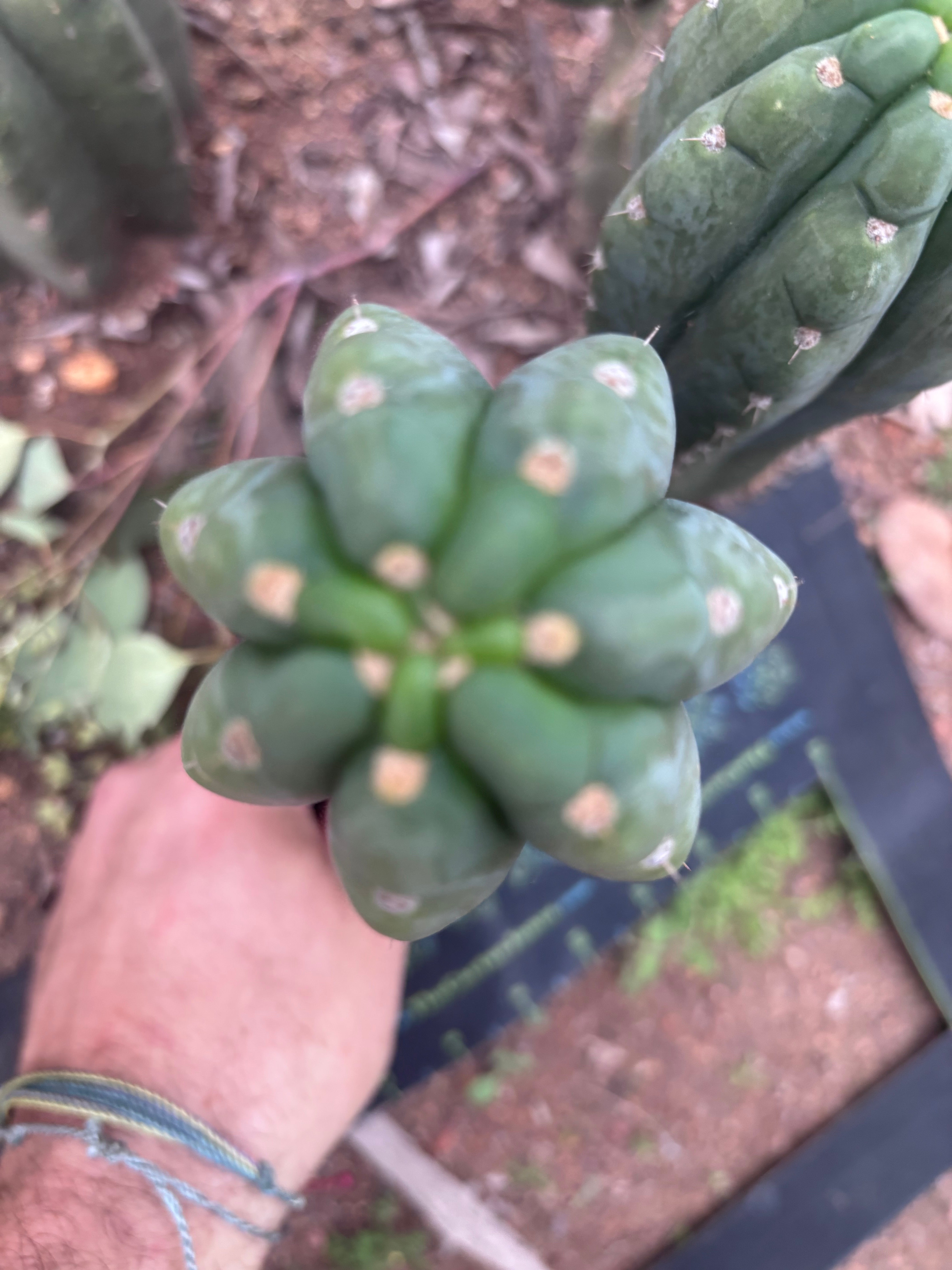 👑🌶️  Ichoca — 8.5” Pup