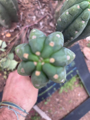 👑🌶️  Ichoca — 8.5” Pup