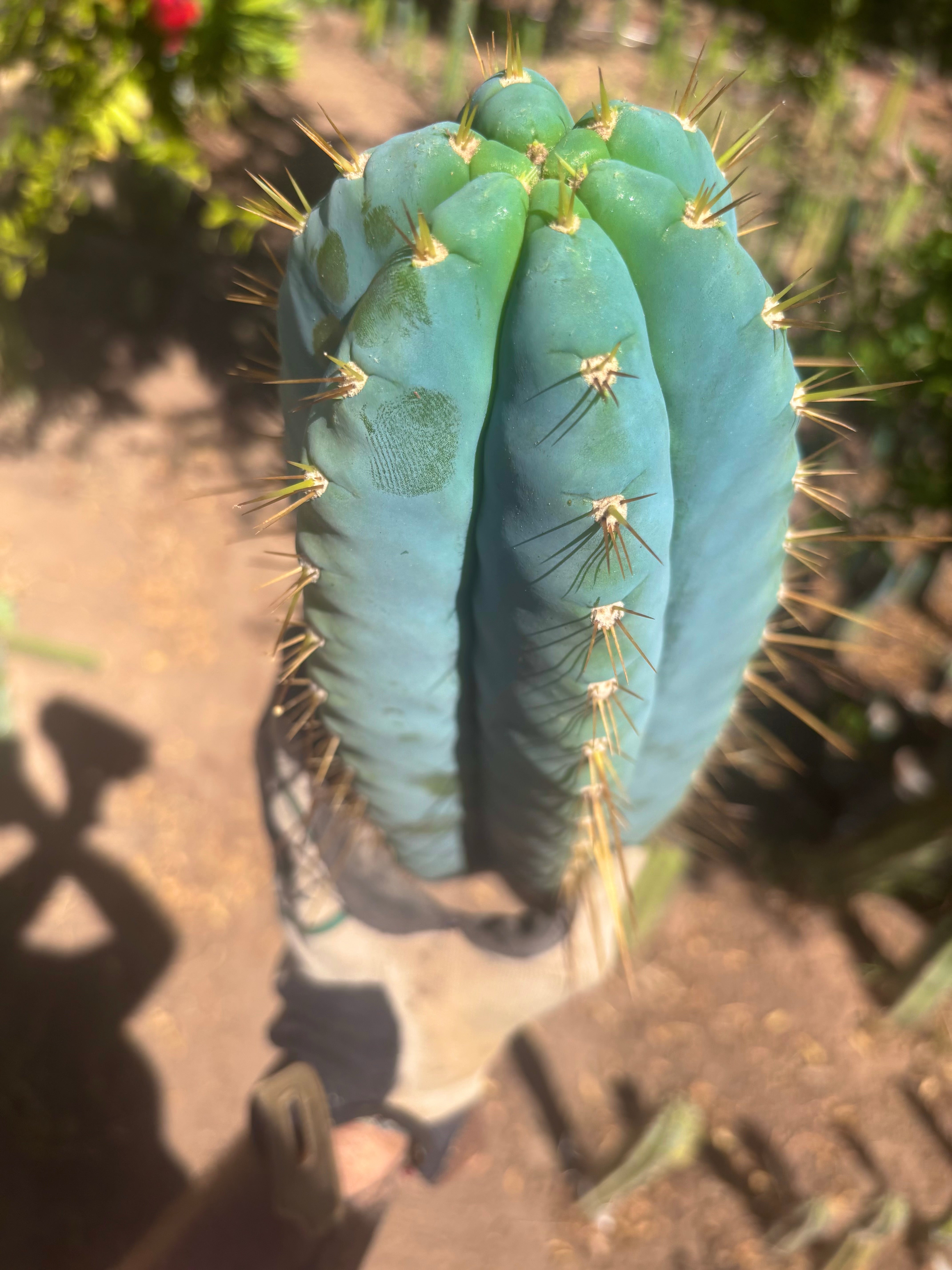 💎👑💎 Rimac — *Unreal* 15” FAT Tip