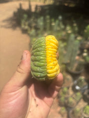 💎🔰💎 Crested Variegated Pachanoi — Perfect Color Split Crest w/ Roots